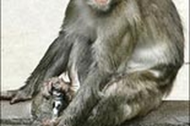 Khỉ cũng biết “mua” sex