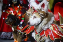 Chó mèo bạc triệu ngày đi spa, đêm ngủ điều hòa, cuối tuần thi nhau đọ dáng