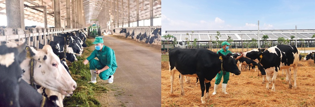 Lộ trình thúc đẩy nông nghiệp bền vững của Vinamilk qua mô hình trang trại bò sữa - 9 Lộ trình thúc đẩy nông nghiệp bền vững của Vinamilk qua mô hình trang trại bò sữa - 9