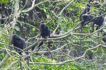 Tăng cường phương án bảo vệ 22 đàn voọc gáy trắng tại Quảng Bình