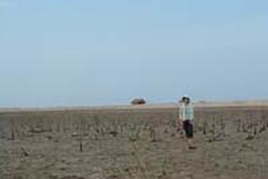 48ha rừng ngập mặn bị xóa sổ 