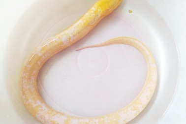 Người dân bắt được con lươn “bạch tạng”