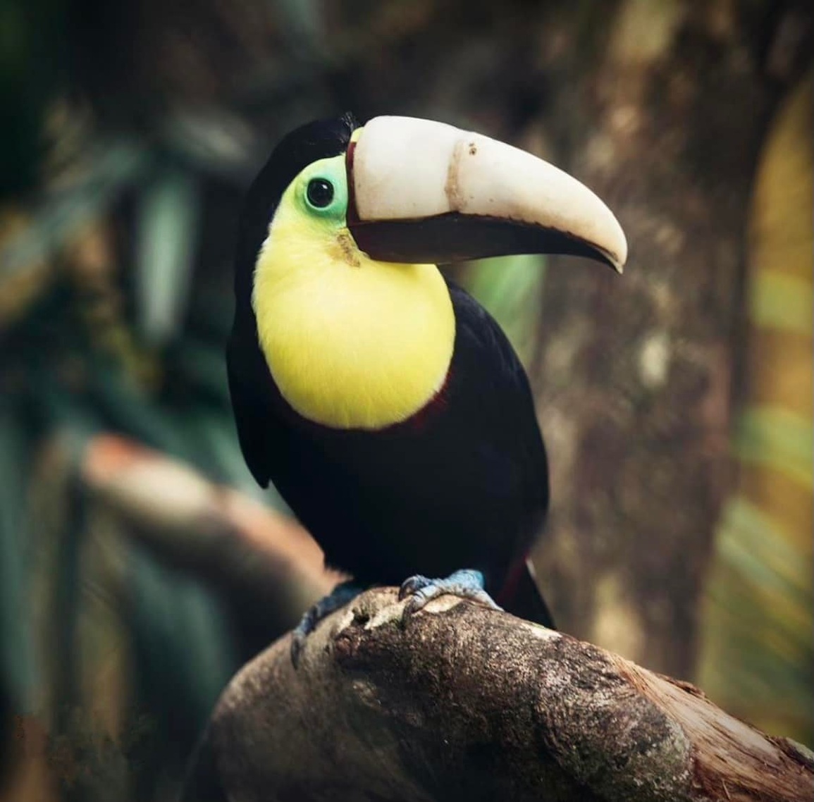 Vẻ đẹp của loài chim Toucan - 15