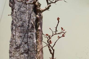 Độc đáo làng hoa cảnh nghìn đô cổ nhất Hà Nội