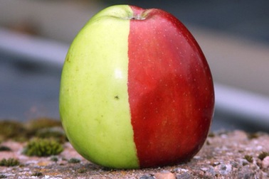 Quả táo hai màu kỳ lạ