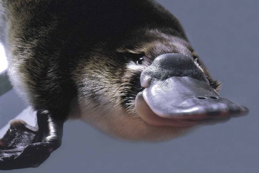 Vũ khí mới nhất chống kháng thuốc kháng sinh - Sữa của thú mỏ vịt