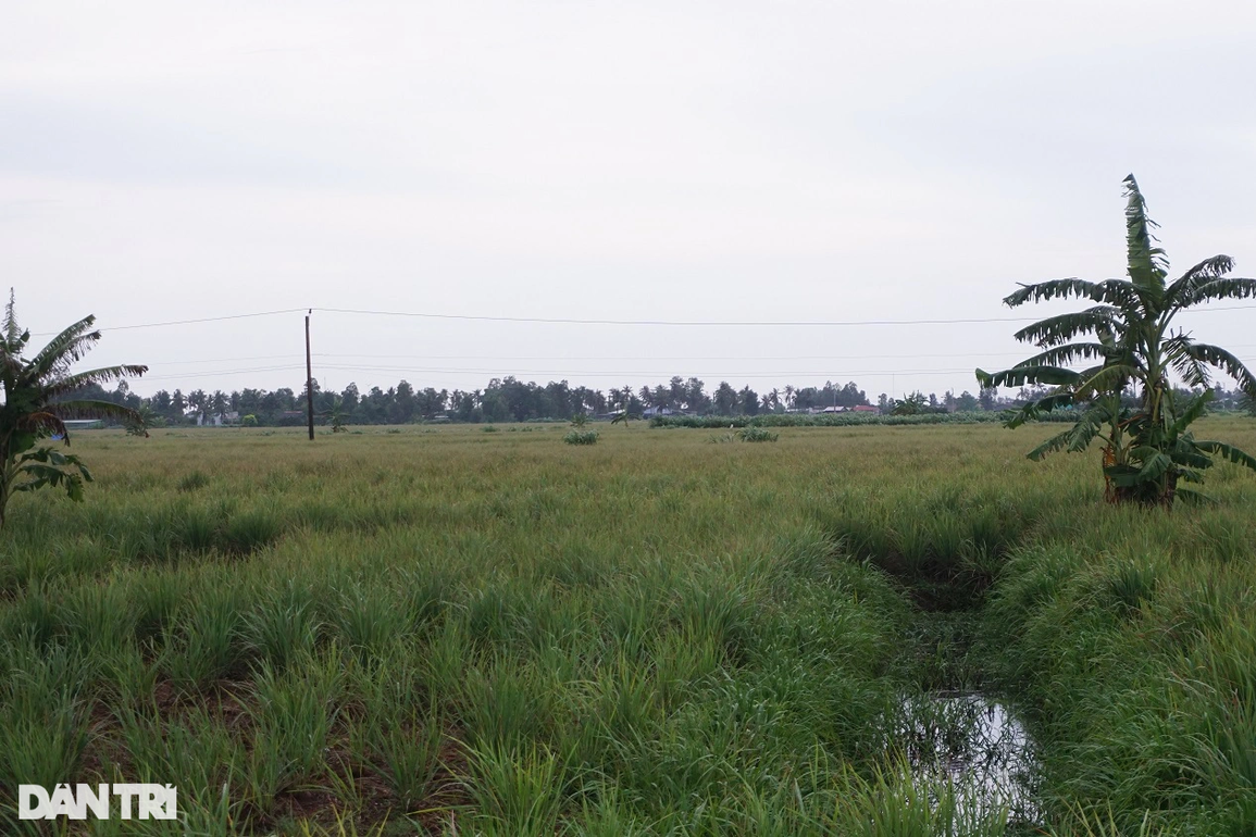 Nông dân khấm khá nhờ trồng sả trên đất nhiễm mặn lãi gấp 5 cấy lúa - 1 Nông dân khấm khá nhờ trồng sả trên đất nhiễm mặn lãi gấp 5 cấy lúa - 1