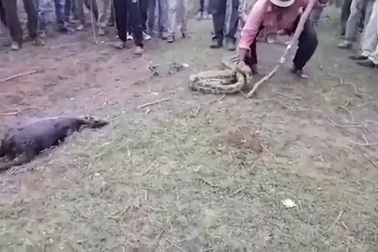 Trăn khổng lồ nuốt chửng dê trưởng thành