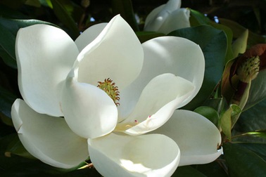 Đã tìm thấy “cành hoa sen” gây tranh cãi trong ca dao ở Hà Nội?