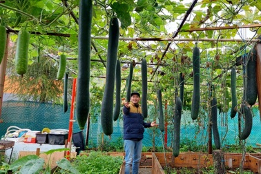 Giàn bí đao, mướp hương "khủng" của chàng Việt Kiều sống tại Cộng hòa Séc