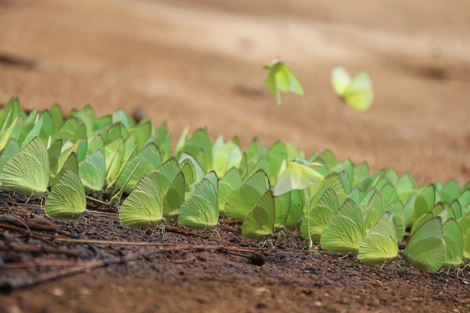 Tháng 4 Tây Nguyên rực rỡ với hàng triệu con bướm vàng - 4