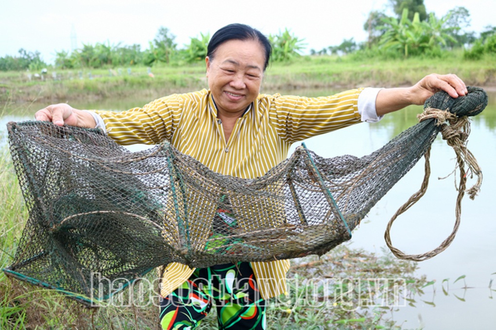 Nuôi cua kiểu gì mà bẫy lên toàn con to bự, bán 300.000 đồng/kg? - 1 Nuôi cua kiểu gì mà bẫy lên toàn con to bự, bán 300.000 đồng/kg? - 1
