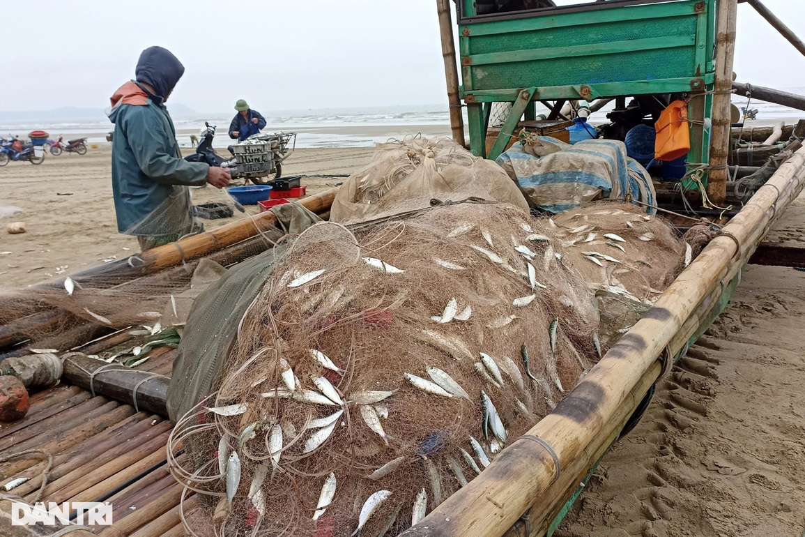 Mỏi tay gỡ cá trích, ngư dân ven biển kiếm tiền triệu mỗi ngày - 2 Mỏi tay gỡ cá trích, ngư dân ven biển kiếm tiền triệu mỗi ngày - 2