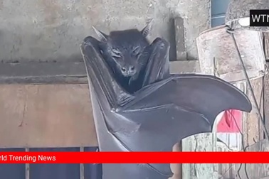 Dơi vương miện vàng khổng lồ ở Philippines