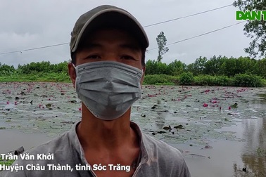 Nông dân Sóc Trăng tặng cả ruộng rau, ao cá cho bà con khu cách ly