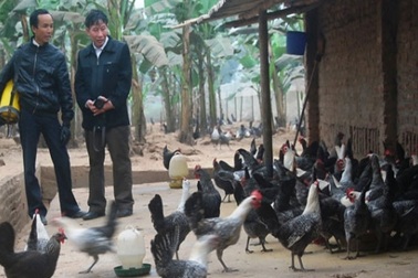 Nuôi con tiền tỷ: Giàu nhanh như "thổi" từ giống gà mắn đẻ... cổ đại