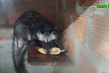 Cất bằng kinh tế, người đàn ông về nuôi chồn thu nửa tỷ đồng mỗi năm