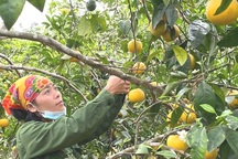 Nước mắt người trồng quýt ở vùng đất đỏ bazan