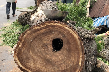 Bất ngờ phát hiện tổ ong "khủng" trong thân cây trăm tuổi bị đổ ở Sài Gòn