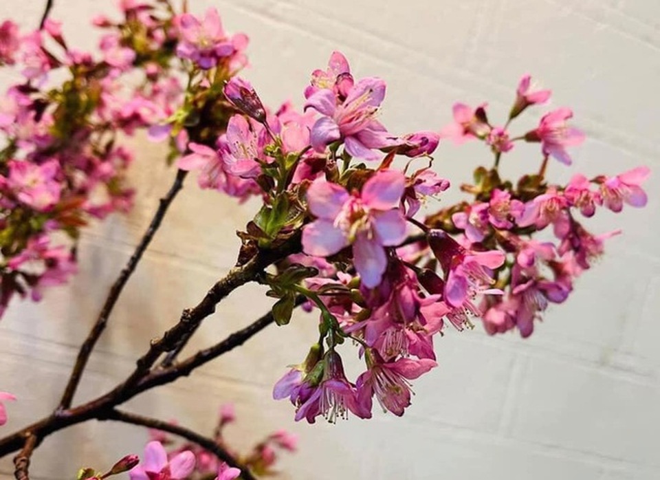 Chán rau quả nhập khẩu, dân Việt săn lùng đồ rừng độc lạ thưởng thức - 2 Chán rau quả nhập khẩu, dân Việt săn lùng đồ rừng độc lạ thưởng thức - 2
