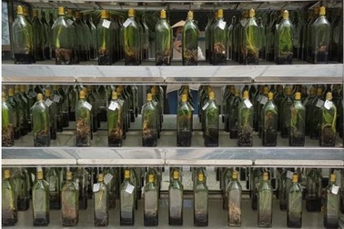 Sản xuất giống dừa sáp bằng công nghệ nuôi cấy cứu phôi