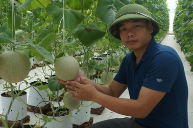 8X khiến vùng đất bỏ hoang "đẻ ra tiền"