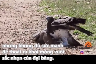 Lợn rừng non xấu số bị đại bàng tóm gọn