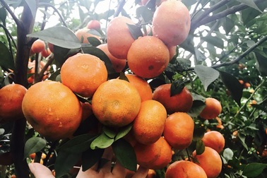 Bán 3 tấn cam: Chị gái công sở dư tiền ăn Tết, mua SH