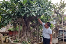 Đà Nẵng: Kiếm nửa tỷ đồng mỗi năm từ nghề "săn" cây cảnh