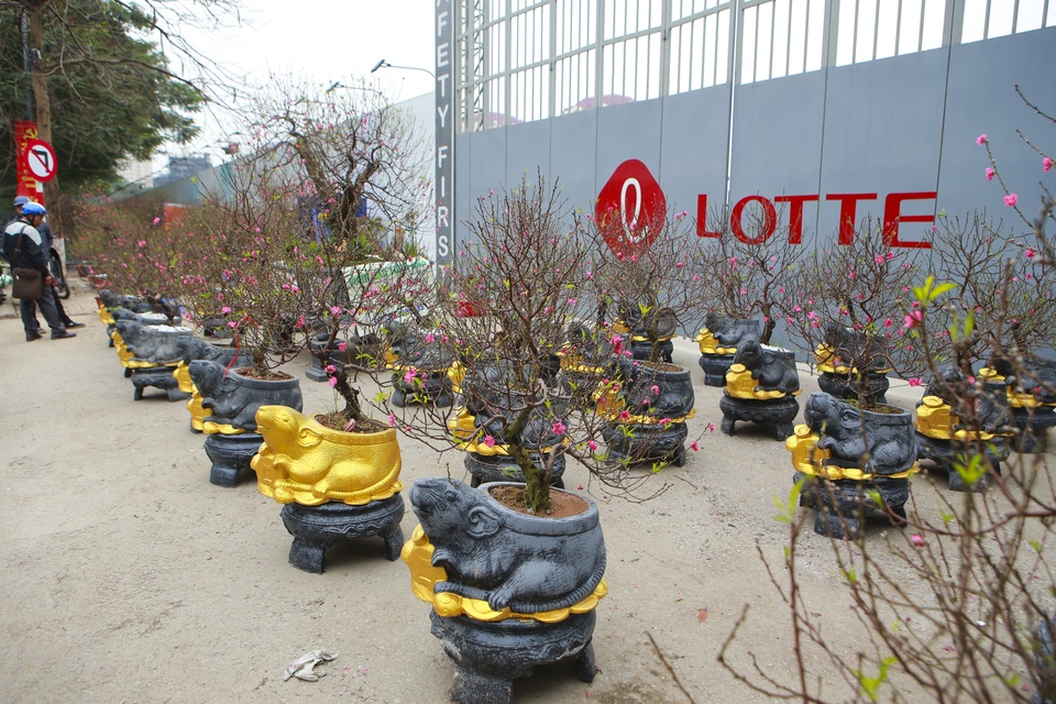 Độc đáo “chuột đá cõng đào bonsai” giá bạc triệu hút khách dịp tết - 1 Độc đáo “chuột đá cõng đào bonsai” giá bạc triệu hút khách dịp tết - 1