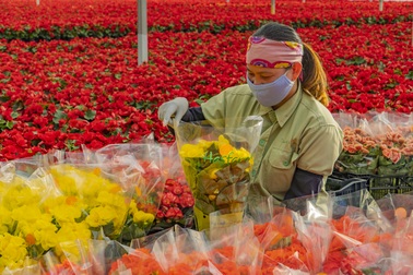 Công nhân nông trại hoa lớn nhất Đà Lạt tất bật vụ Tết