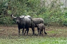 Nạn nhân bị trâu húc ở TPHCM bị phạt 3 triệu đồng vì dùng kích điện bắt cá