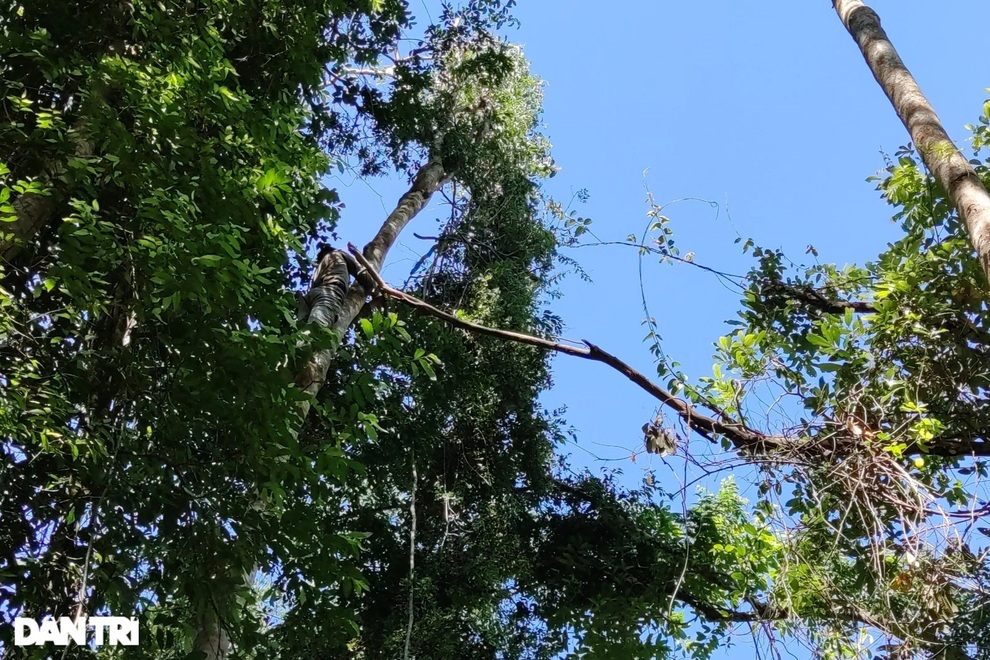 Dân đổ xô vào rừng hái xoay, rủng rỉnh bỏ túi hơn một triệu đồng/ngày - 9