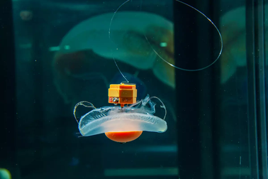 Biến sứa thành robot sinh học: Từ viễn tưởng đến hiện thực