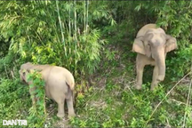 Phát hiện cá thể voi 70 tuổi chết trong rừng sâu