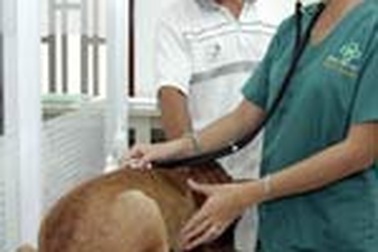 TPHCM : Bệnh viện thú y đi vào hoạt động