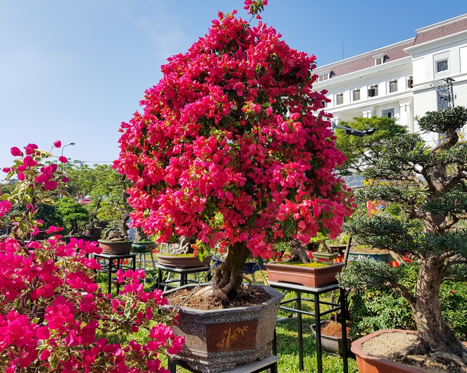 Ngắm những cây hoa giấy “khủng” có giá hàng chục triệu đồng - 2