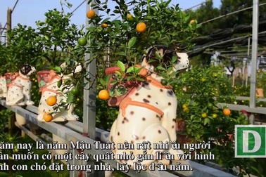 Độc đáo quất cảnh trên lưng chó cho Tết Mậu Tuất