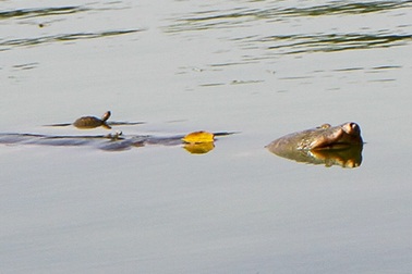 Gian nan bắt rùa tai đỏ hồ Hoàn Kiếm