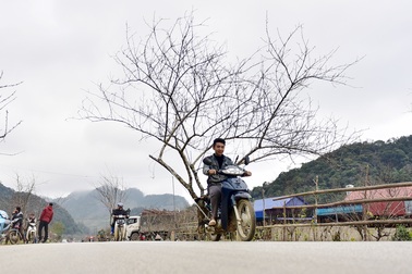 Đào rừng Sơn La bán tràn lan trên quốc lộ 6 chờ về Tết miền xuôi