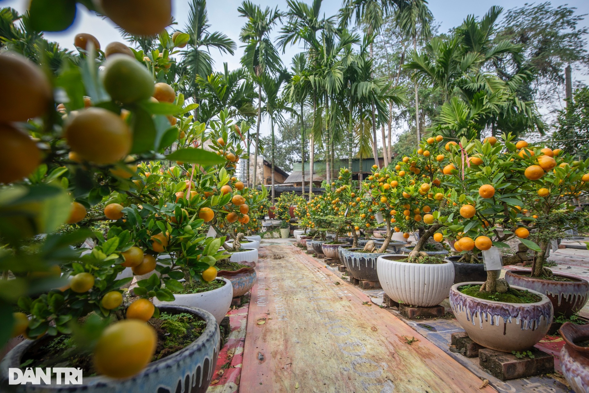 Hanoi garden owner grafts kumquats with strange trees to sell for hundreds of millions of dong during Tet - 11