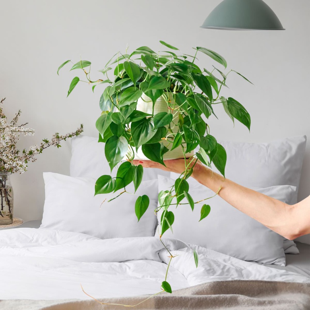 7 loại cây bạn nên đặt trong nhà để ngủ ngon, an thần và lọc khí - 4 7 loại cây bạn nên đặt trong nhà để ngủ ngon, an thần và lọc khí - 4