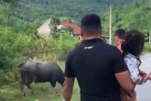 Bé gái 4 tuổi bị trâu húc tử vong