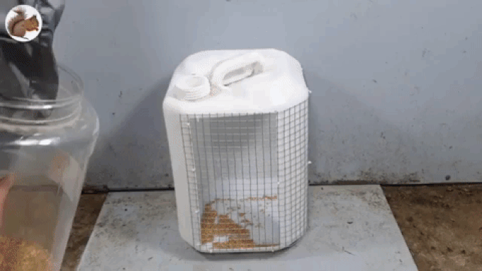 Chỉ cần 1 can nhựa và 1 cút nối chữ T, cả đàn chuột nhà bạn sẽ tự chui vào trong chờ chết - Ảnh 1. Chỉ cần 1 can nhựa và 1 cút nối chữ T, cả đàn chuột nhà bạn sẽ tự chui vào trong chờ chết - Ảnh 1.