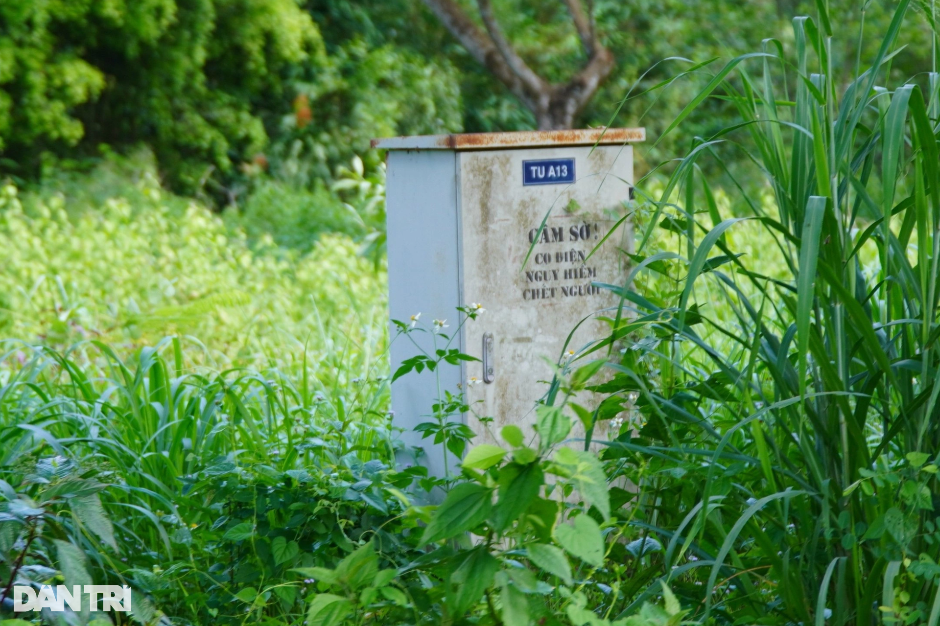Khu dân cư mật độ thấp Giang Điền hoang tàn, cây cỏ mọc um tùm - 11 Khu dân cư mật độ thấp Giang Điền hoang tàn, cây cỏ mọc um tùm - 11