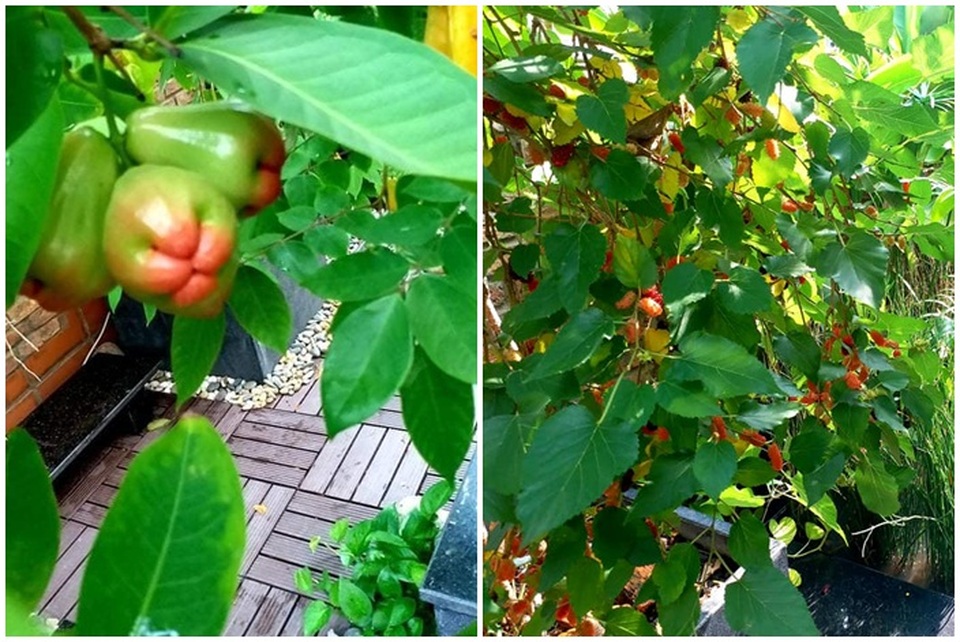 Vườn cây, ao cá đẹp mê trên sân thượng tầng 4 của ông chủ quán phở Sài Gòn - 8 Vườn cây, ao cá đẹp mê trên sân thượng tầng 4 của ông chủ quán phở Sài Gòn - 8