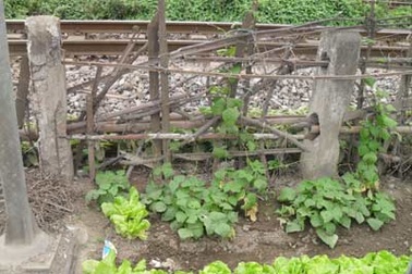 Phong trào trồng rau… ven đường tàu