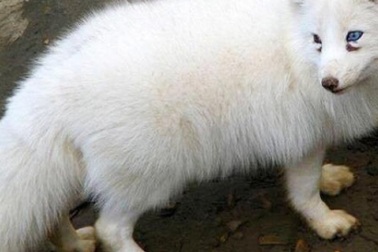 Chuyện lạ: Nuôi cáo tuyết Bắc Cực làm thú cưng ở Việt Nam