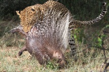 Tưởng con mồi "ngon ăn", báo đốm bị gai nhọn tua tủa đâm thủng bụng