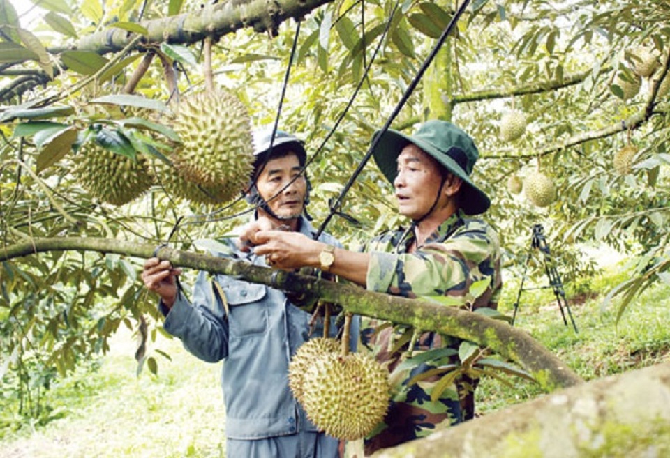 Đắk Nông: Kiếm nửa triệu đồng mỗi ngày nhờ mua thứ hạt ...bỏ đi - 4 Đắk Nông: Kiếm nửa triệu đồng mỗi ngày nhờ mua thứ hạt ...bỏ đi - 4